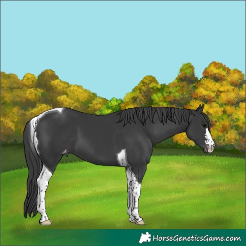 Horse Color:Black Tobiano Varnish 