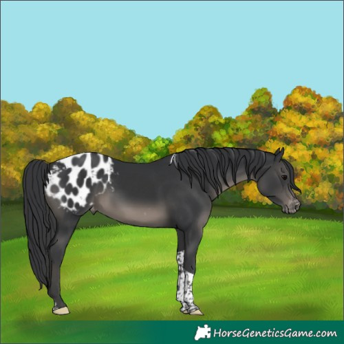Horse Color:Black Tobiano Blanket 