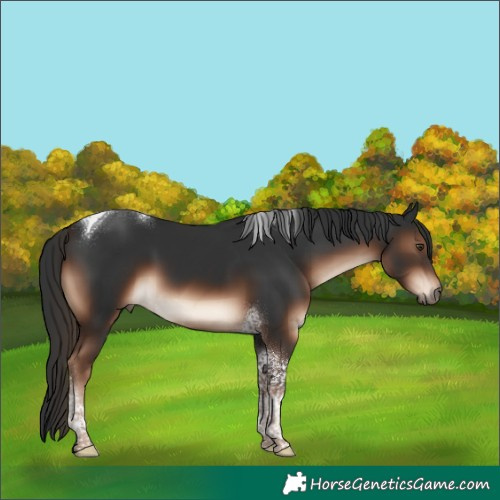 Horse Color:Liver Chestnut Tobiano 
