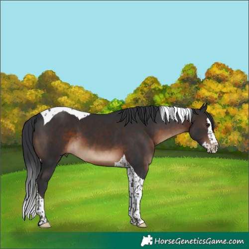 Horse Color:Brown Splash Tobiano 