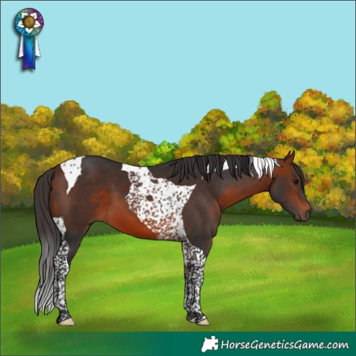 Horse Color:Bay Tobiano