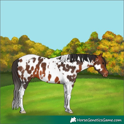 Horse Color:Bay Tobiano Near Leopard 