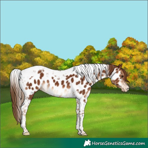 Horse Color:Chestnut Tobiano Near Leopard