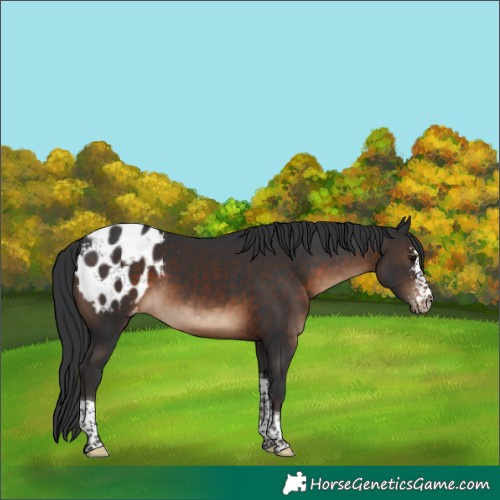 Horse Color:Brown Sabino Tobiano Blanket Rabicano