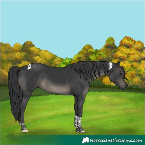 Horse Color:Black Tobiano