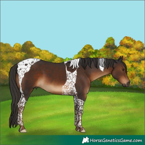 Horse Color:Gray Liver Chestnut Tobiano 