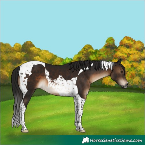 Horse Color:Gray Brown Tobiano
