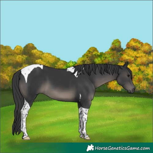 Horse Color:Black Tobiano