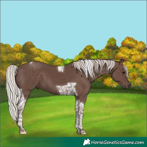 Horse Color:Silver Black Tobiano