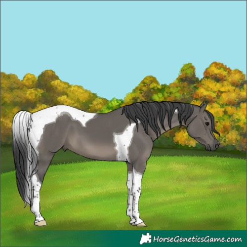 Horse Color:Grullo Tobiano