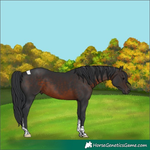 Horse Color:Brown Tobiano 