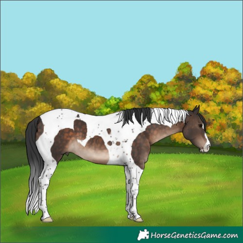 Horse Color:Brown Tobiano 