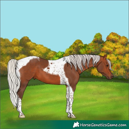 Horse Color:Silver Brown Tobiano