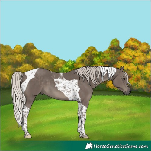 Horse Color:Silver Black Tobiano