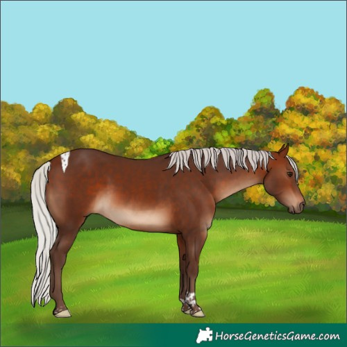 Horse Color:Silver Brown Tobiano 
