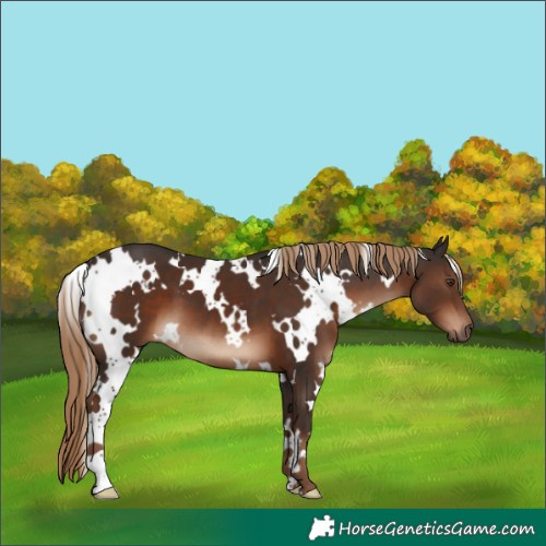 Horse Color:White Spotted Liver Chestnut