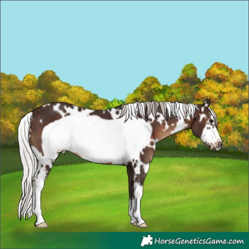 Horse Color:White Spotted Silver Brown Sabino Frame