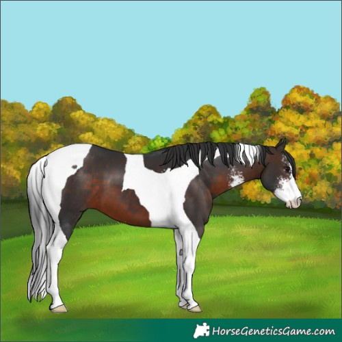 Horse Color:Bay Sabino Tobiano