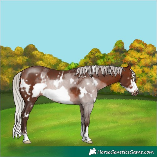 Horse Color:White Spotted Silver Bay Sabino Frame 