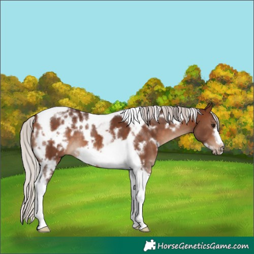 Horse Color:White Spotted Silver Bay Tobiano Frame