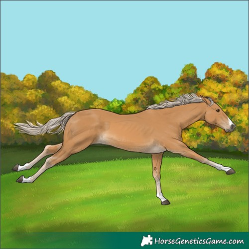Horse Color:Palomino 