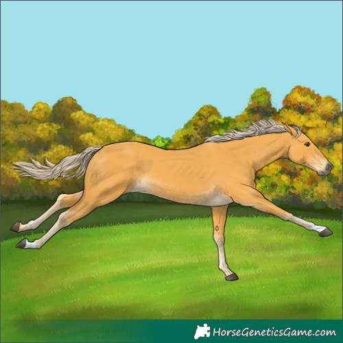 Horse Color:Palomino