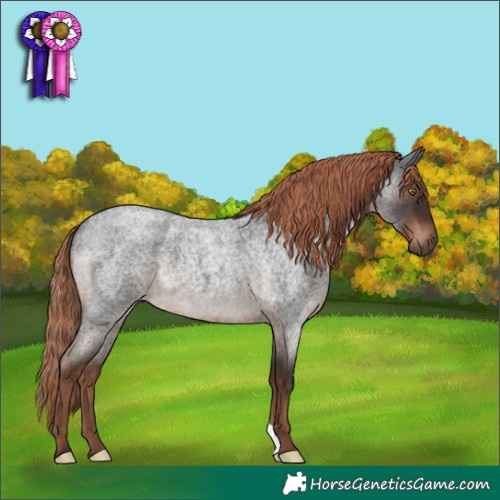 Horse Color:Liver Red Roan