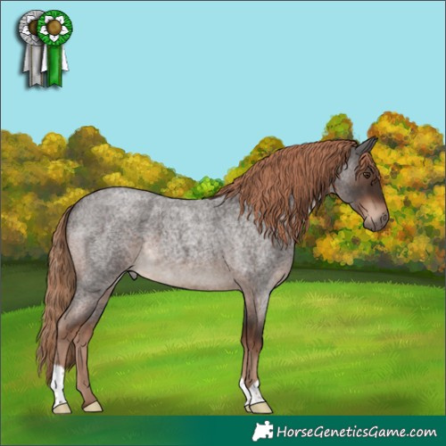 Horse Color:Liver Red Roan 