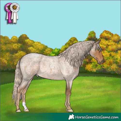 Horse Color:Chocolate Palomino Roan 