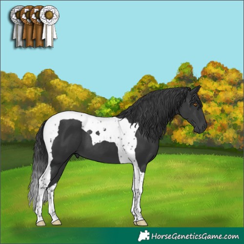 Horse Color:Black Tobiano