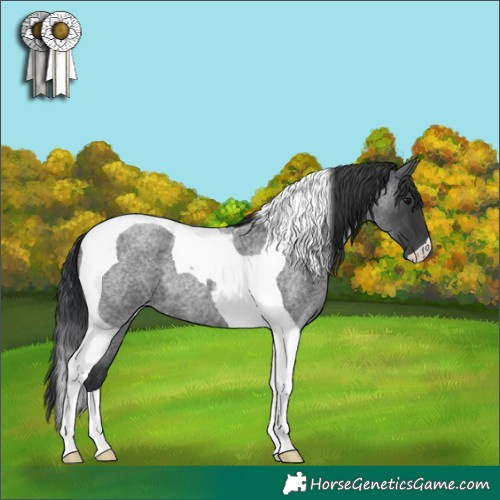 Horse Color:Blue Roan Tobiano