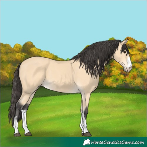 Horse Color:Unknown 