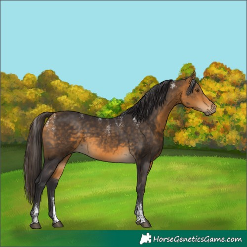 Horse Color:Powder White Buckskin Rabicano