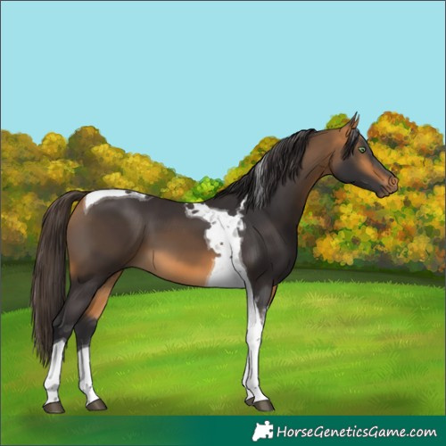Horse Color:Buckskin Tobiano 