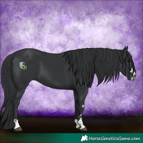 Horse Color:Black  and Black 