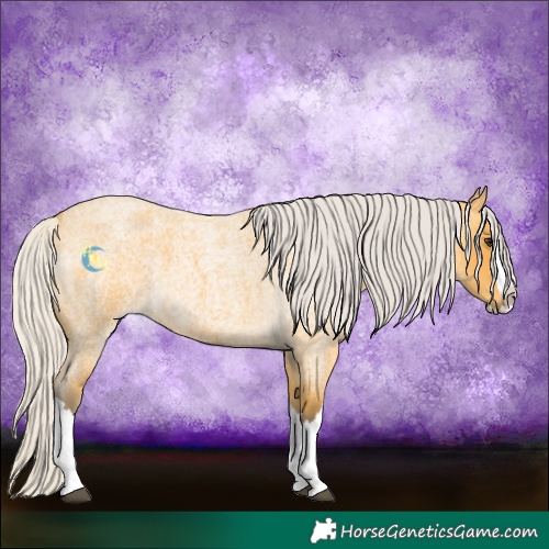 Horse Color:Silver Buckskin Roan Splash 