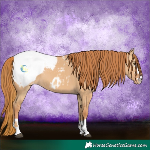 Horse Color:Red Dun Blanket  and Red Dun Snowcap 