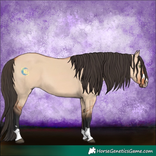Horse Color:Bay Dun