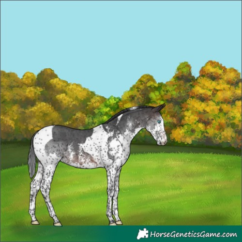 Horse Color:Brown Sabino Splash Tobiano Skewed LP Spotted