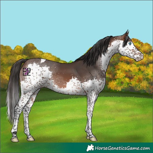Horse Color:Brown Splash Tobiano Skewed LP Spotted
