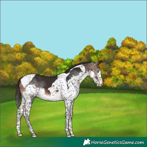 Horse Color:Brown Splash Tobiano 