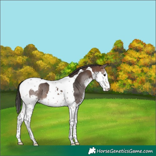 Horse Color:Brown Splash Tobiano