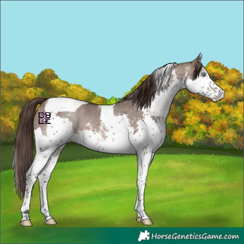 Horse Color:Brown Dun Sabino Splash Tobiano Skewed LP Spotted