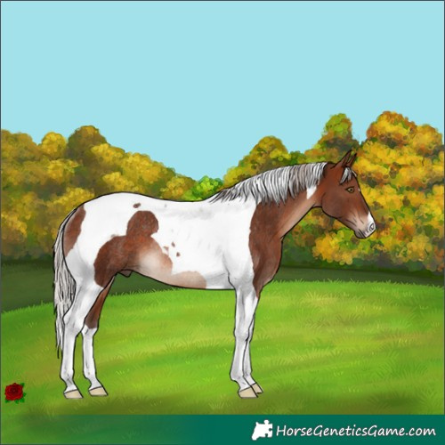 Horse Color:Silver Brown Tobiano Rabicano 