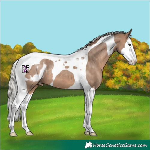 Horse Color:Silver Brown Dun Splash Tobiano Blanket 