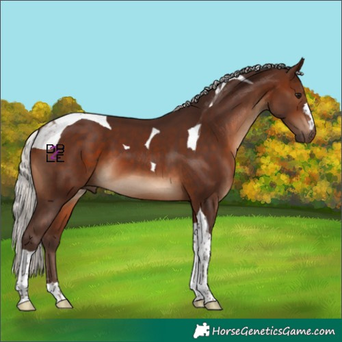 Horse Color:Silver Brown Tobiano