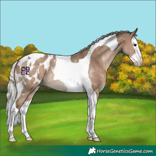 Horse Color:Silver Grullo Splash Tobiano Blanket 