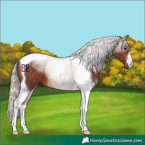 Horse Color:Silver Brown Tobiano 