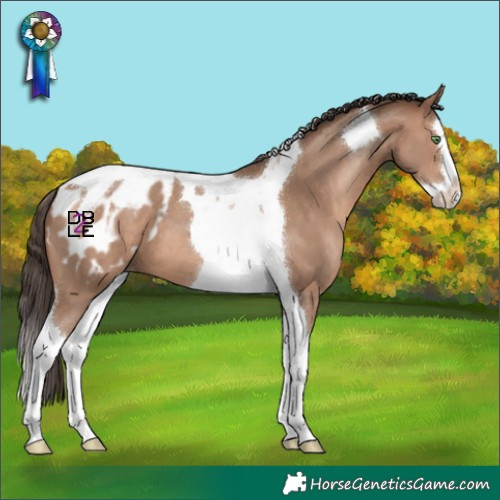 Horse Color:Sable Champagne Splash Tobiano Blanket