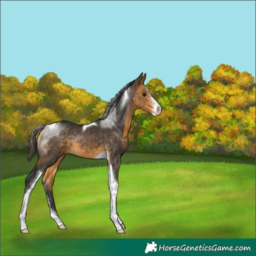 Horse Color:Buckskin Sabino Tobiano